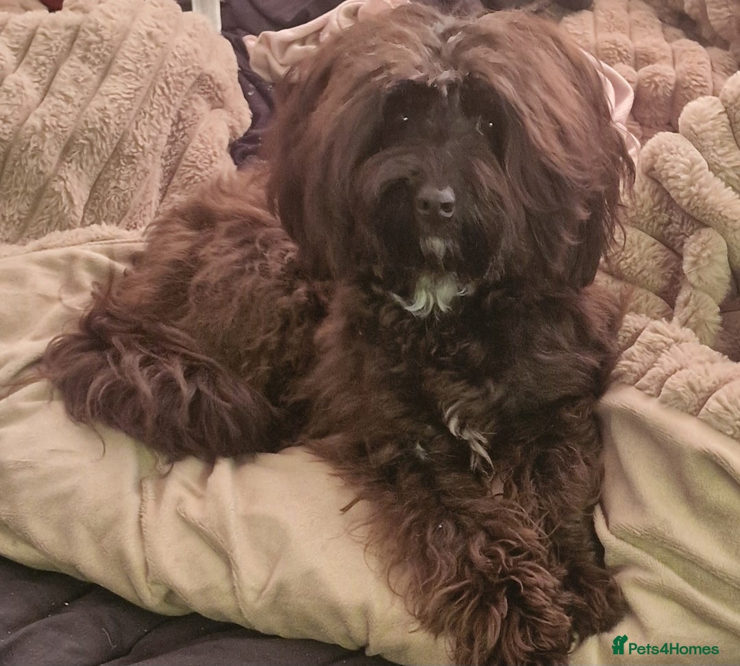 Chipoo dogs for sale: Chipoo for sale  - Image 1