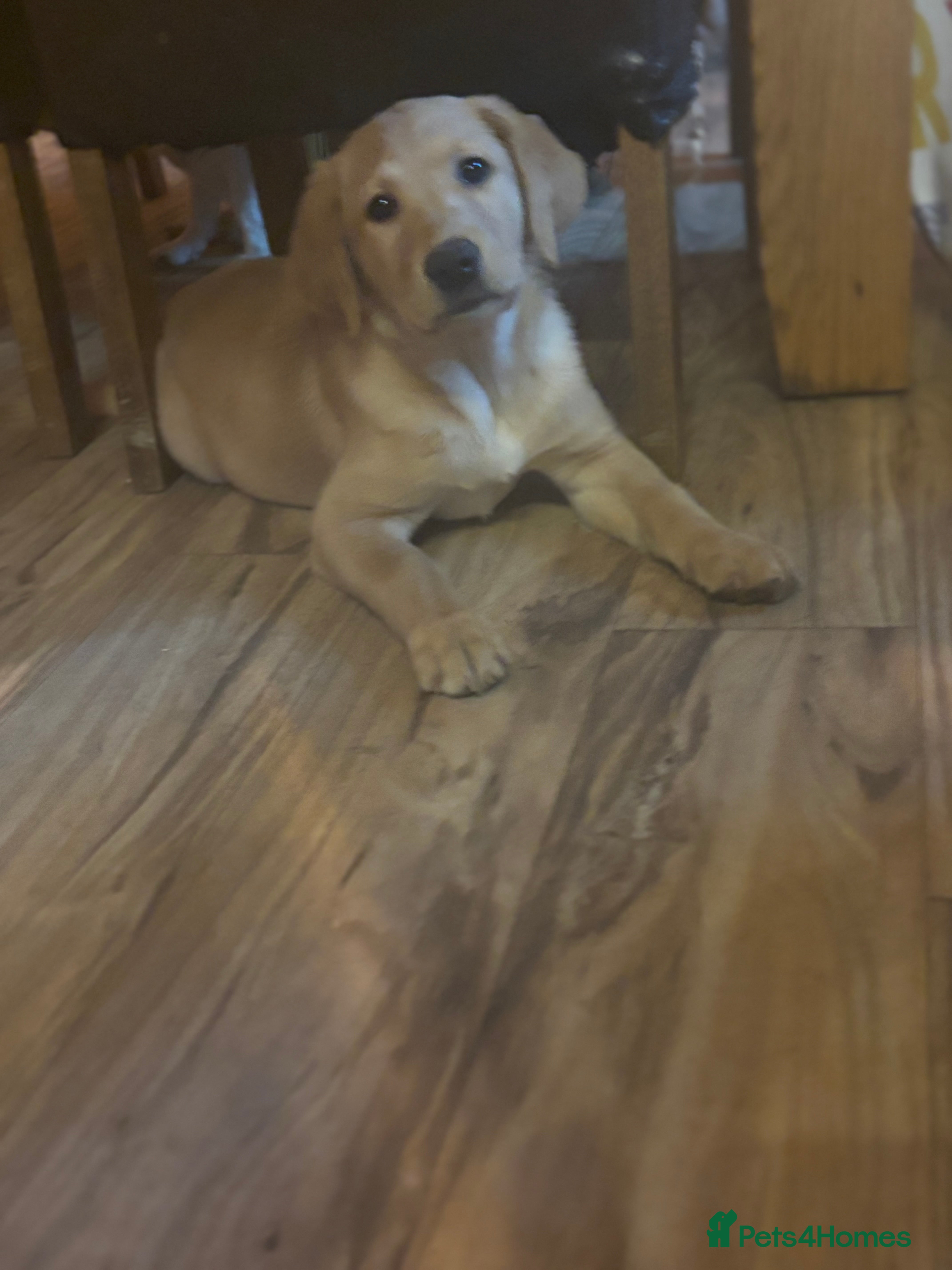 Labrador Retriever dogs One beautiful golden girl ready to leave!! - Advert 3