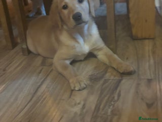 Labrador Retriever dogs One beautiful golden girl ready to leave!! - Advert 4