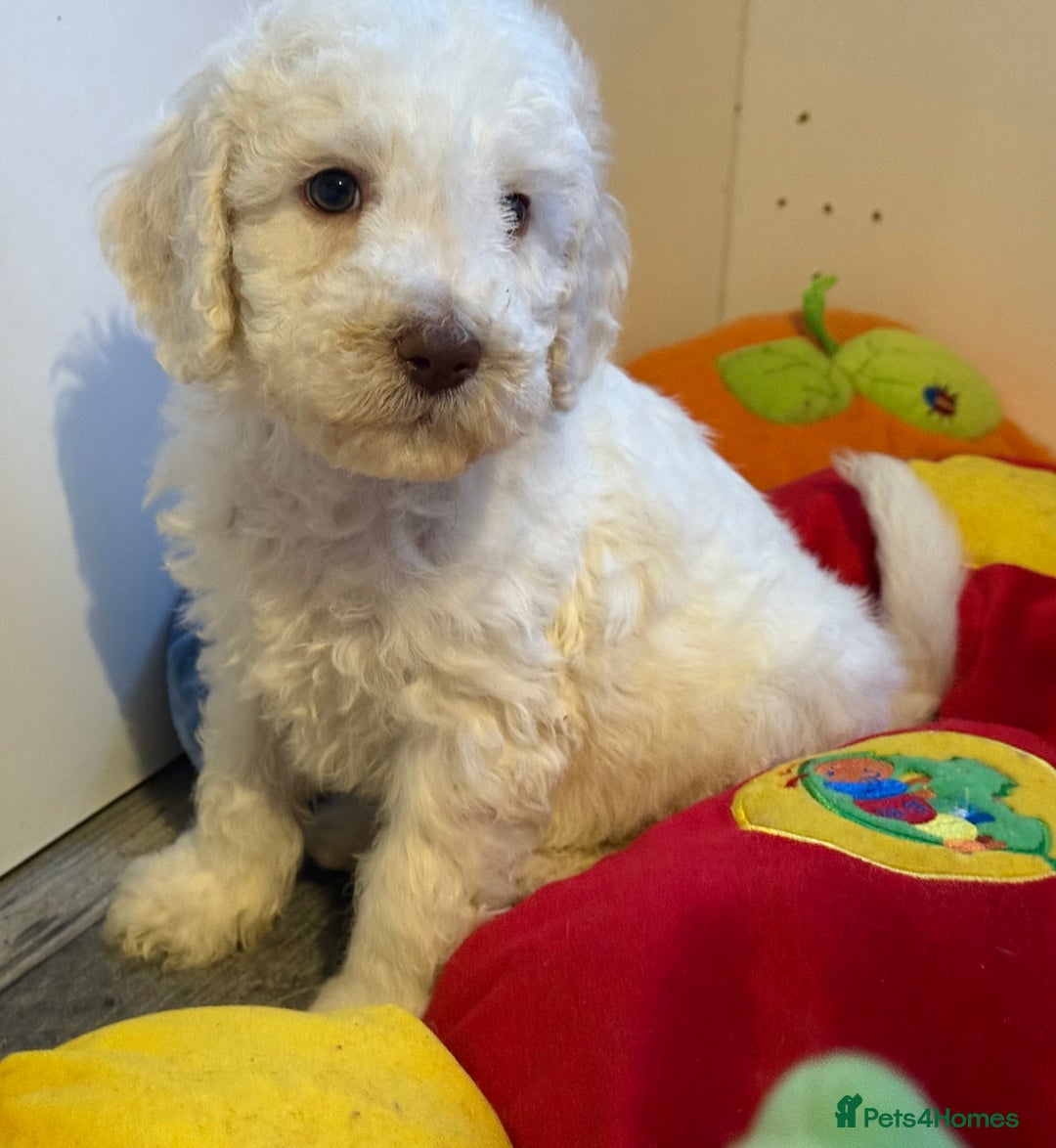 Labradoodle dogs for sale: Therapy breeder 5th gen miniature F1bbbb - Image 37