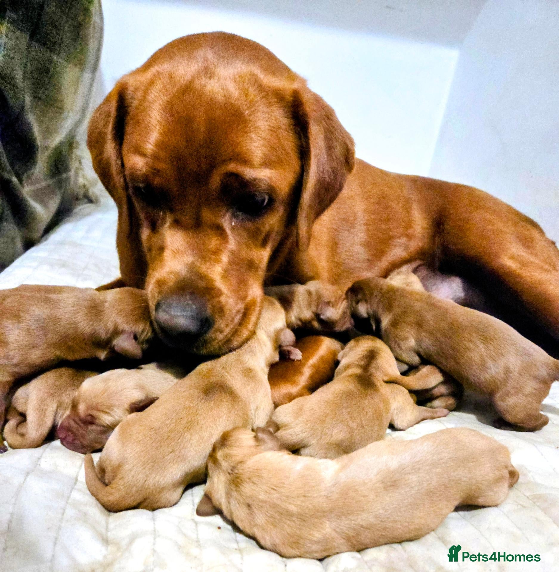 Labrador Retriever dogs KC Fox Red Labrador Puppies - Advert 6