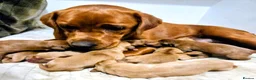 Labrador Retriever dogs for sale: KC Fox Red Labrador Puppies in Tavistock - Advert 4