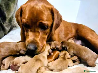 Labrador Retriever dogs KC Fox Red Labrador Puppies - Advert 6