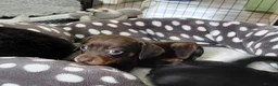Miniature Dachshund dogs for sale: Miniature dachshund puppies  - Advert 8