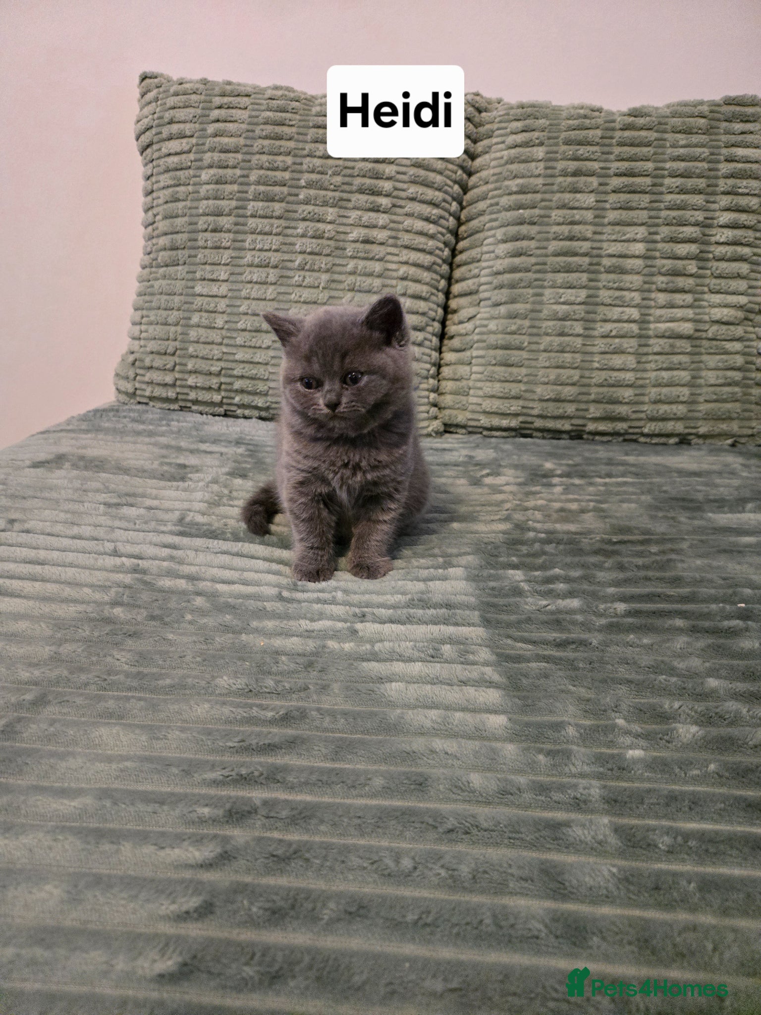 British Shorthair cats Adorable GCCF Registered British Shorthair Kittens - Advert 2