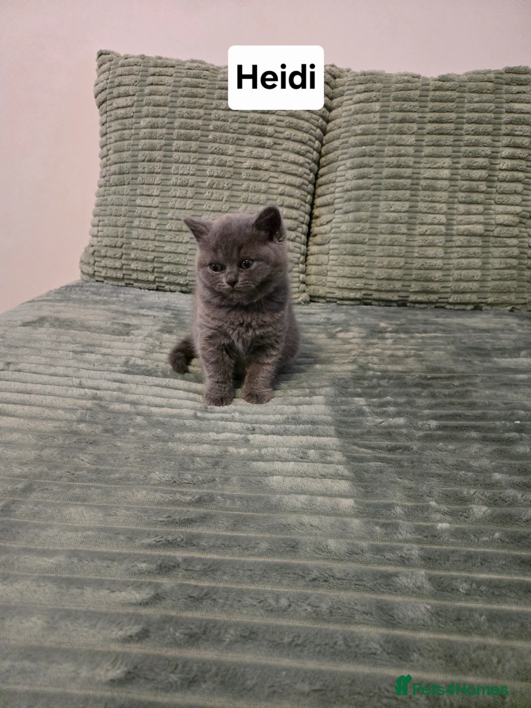 British Shorthair cats for sale: Adorable GCCF Registered British Shorthair Kittens - Advert 2