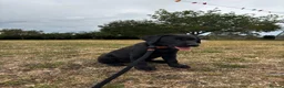 Labrador Retriever dogs for sale: FINAL KC registered black Labrador puppy (dog) - Advert 10
