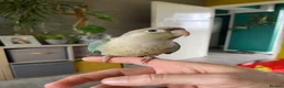 Conures birds for sale: Hand reared Green cheek Conures - Advert 8