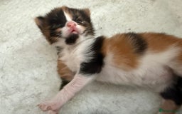 British Shorthair cats for sale: 1 male 1 female kitten  - Image 1