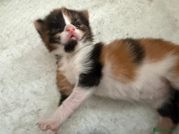 British Shorthair cats - Advert 9