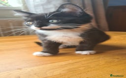 Mixed Breed cats for sale: 3 lovely boys looking for their forever homes - Image 4