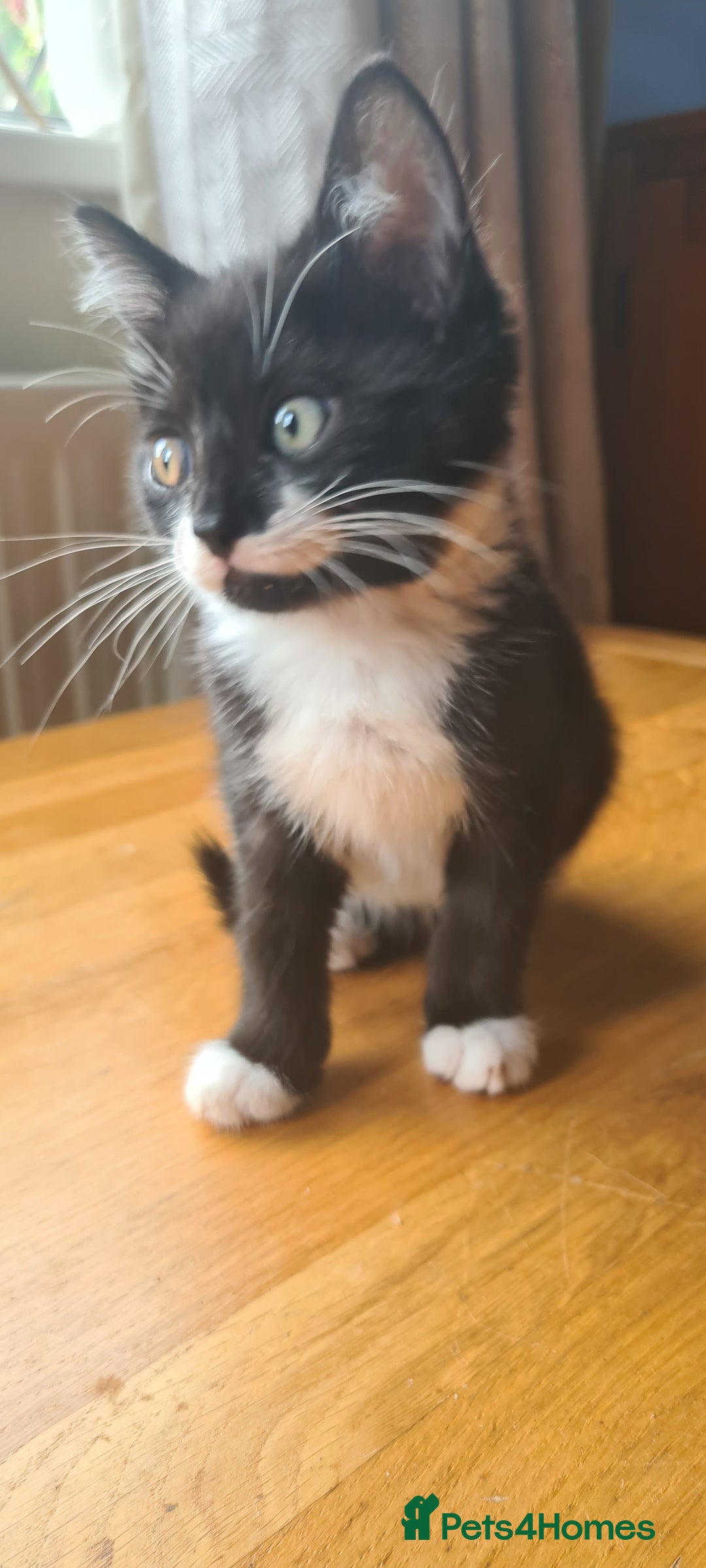 Mixed Breed cats for sale: 3 lovely boys looking for their forever homes - Image 4
