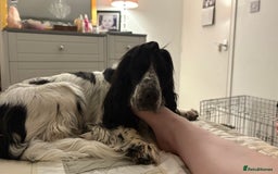 Cocker Spaniel dogs for sale: KC Reg; Home Raised; Low COI; DNA CLEAR; Show Type - Image 27