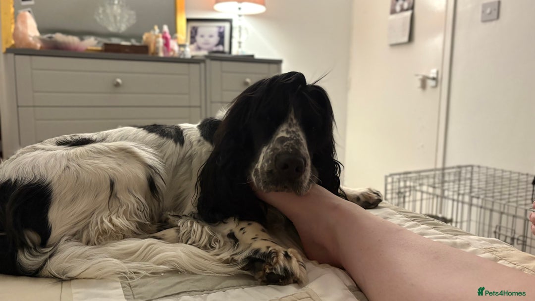 Cocker Spaniel dogs for sale: KC Reg; Home Raised; Low COI; DNA CLEAR; Show Type - Image 27