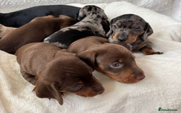 Miniature Dachshund dogs for sale: Miniature Dachshund puppies. Readying Soon! - Image 17