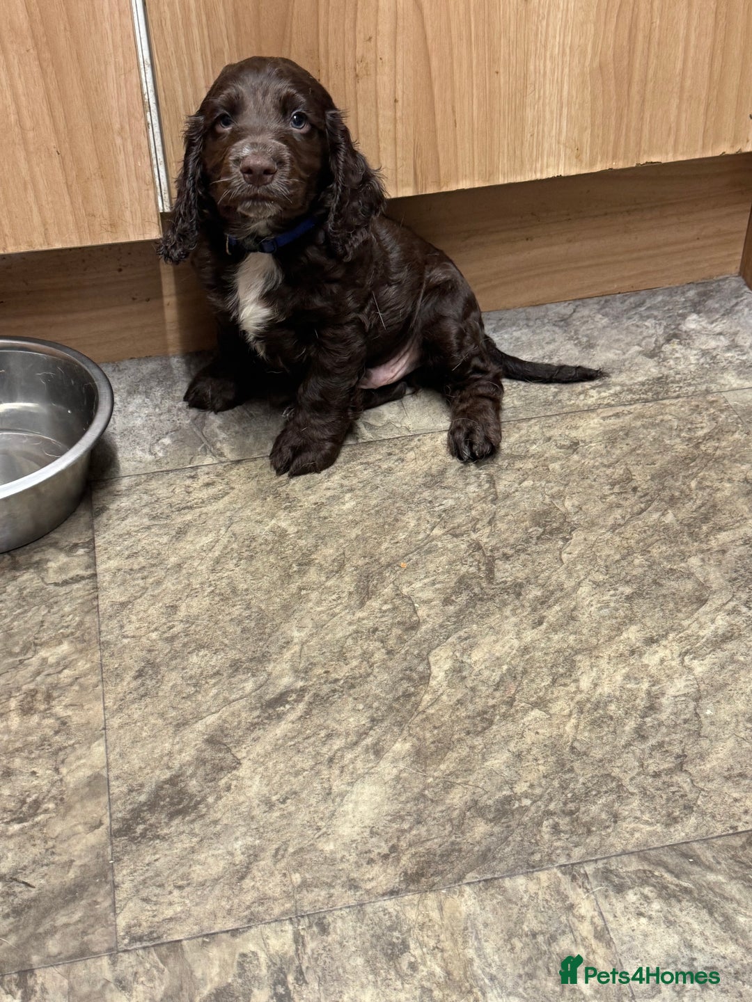 Cocker Spaniel dogs for sale: Cocker spaniel puppies  - Advert 8