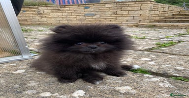 Pomeranian dogs - Advert 10