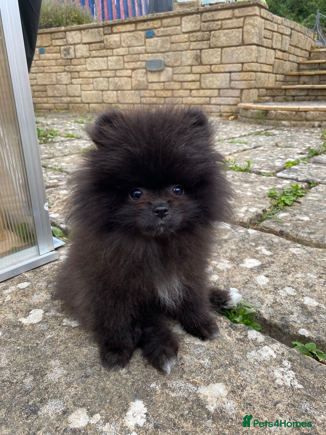 Pomeranian dogs for sale: Beautiful boy Pomeranian puppy 💙 - Image 3