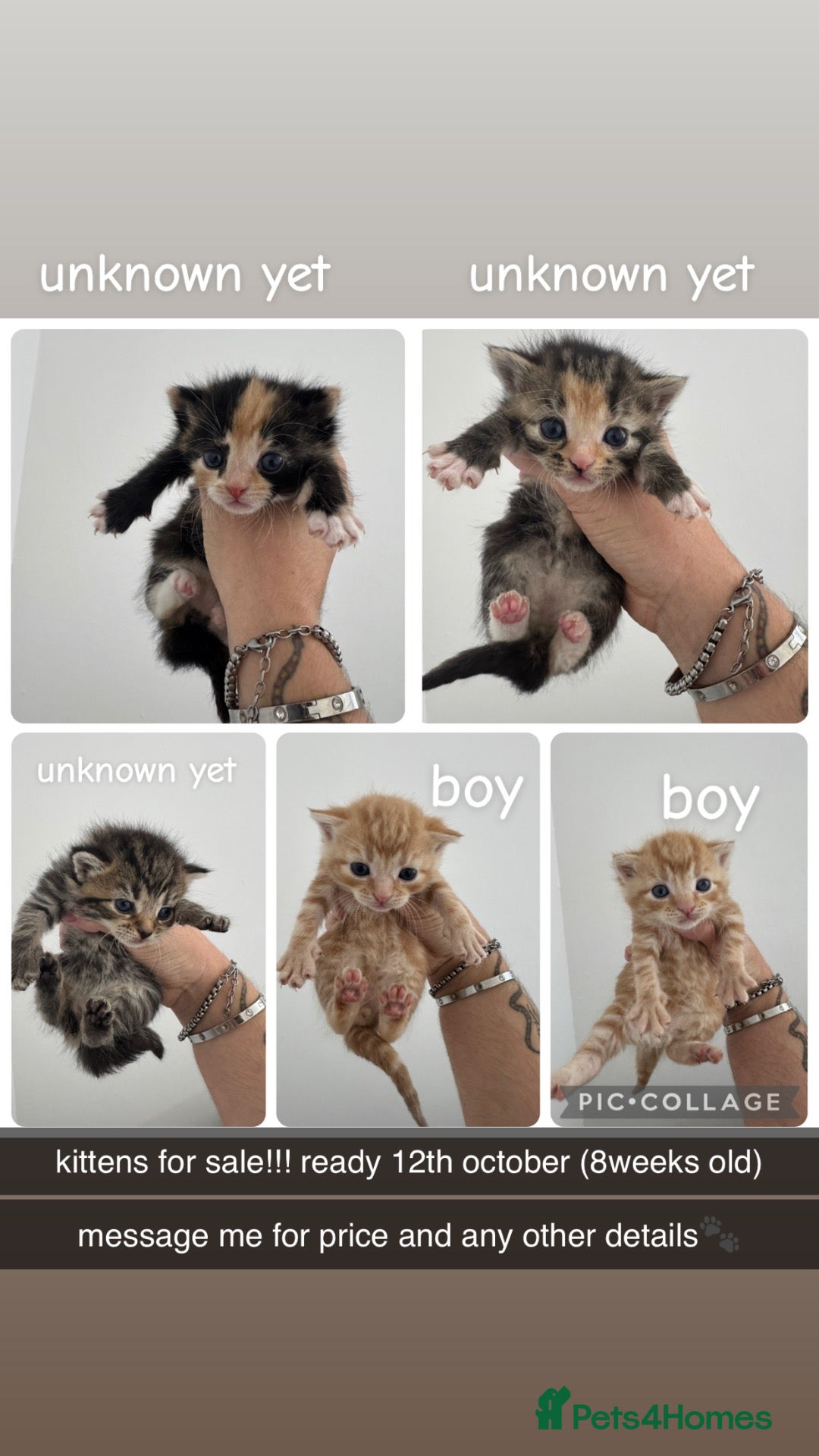 Mixed Breed cats 5 bengal mixed kittens - Advert 1