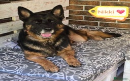 German Shepherd dogs for adoption: 💖🐶 NIKKI 🐶💖 - Image 1