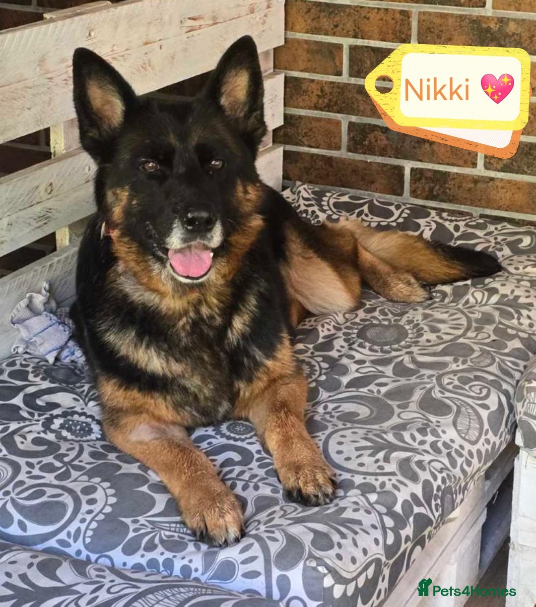 German Shepherd dogs for adoption: 💖🐶 NIKKI 🐶💖 - Image 1