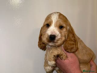 Cocker Spaniel dogs Kc registered show type cocker spaniels - Advert 17