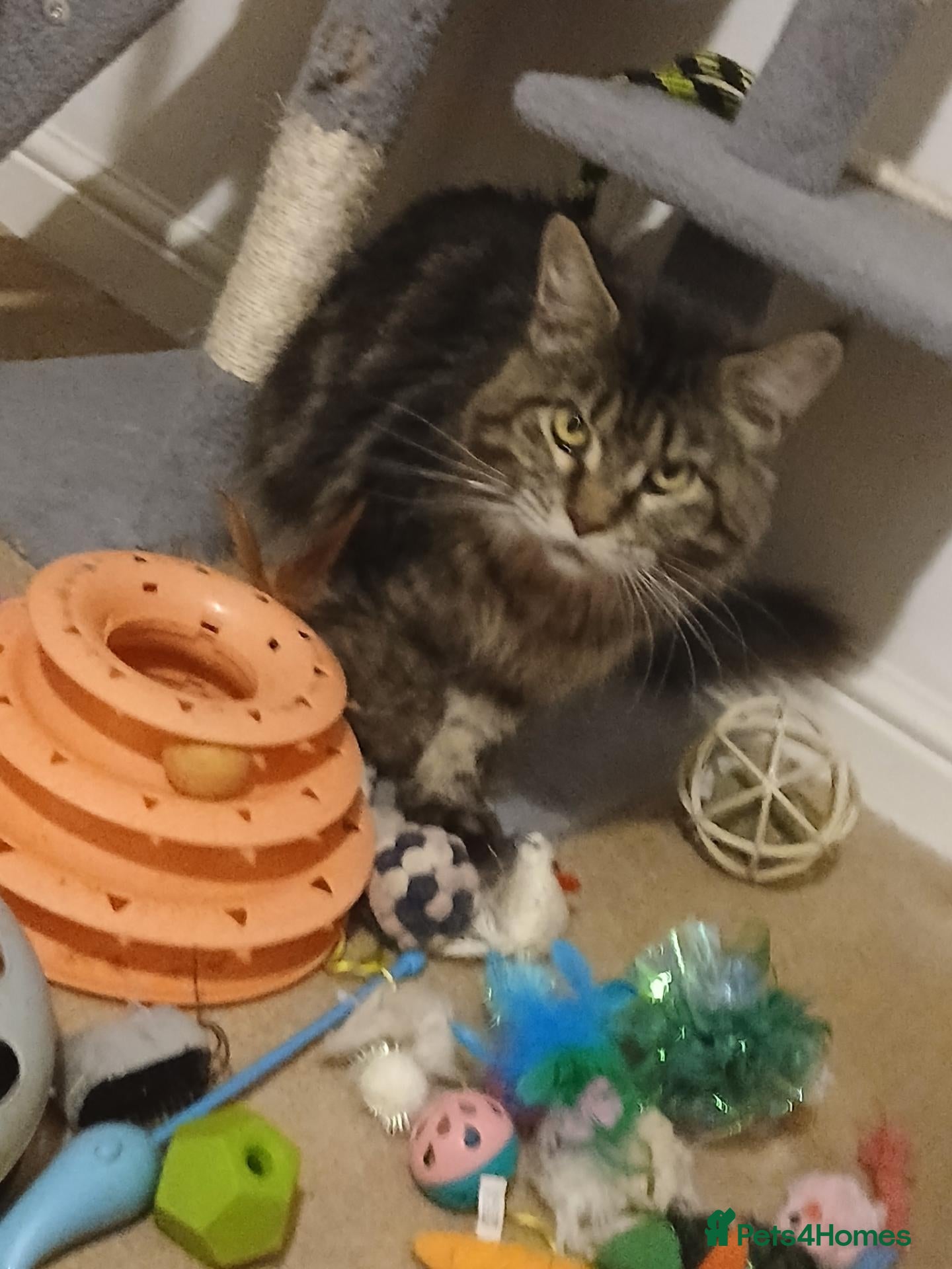 Maine Coon cats for sale: Pure maine coon kittens for sale - Advert 1