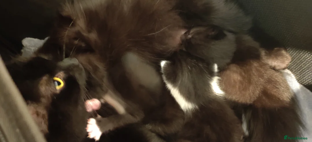 Mixed Breed cats for sale: Three Black and White Kittens - Advert 9