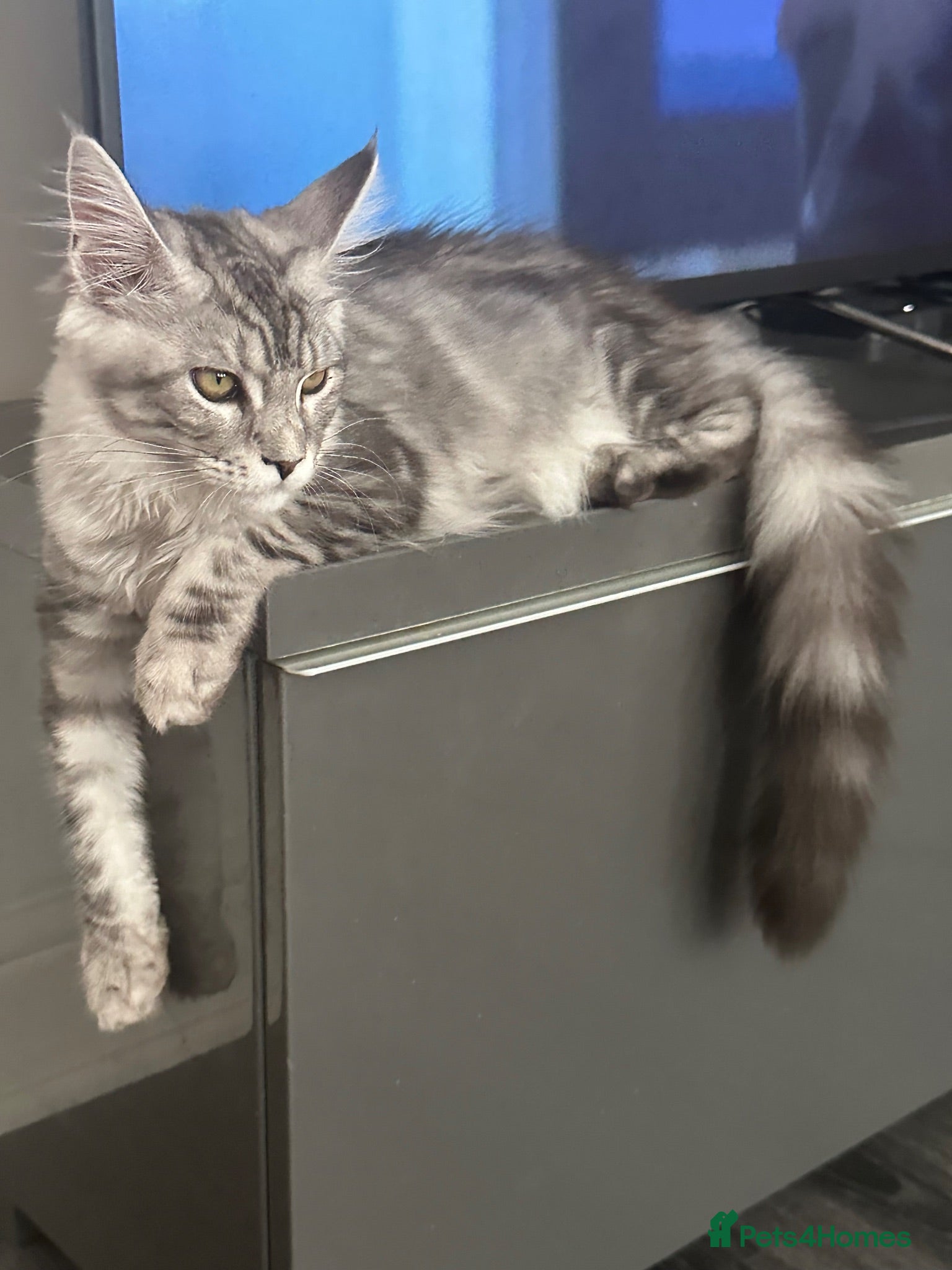 Maine Coon cats XXL Maine Coons Kittens Champion Sired  - Advert 15