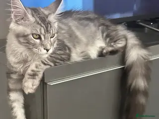 Maine Coon cats XXL Maine Coons Kittens Champion Sired - Advert 15
