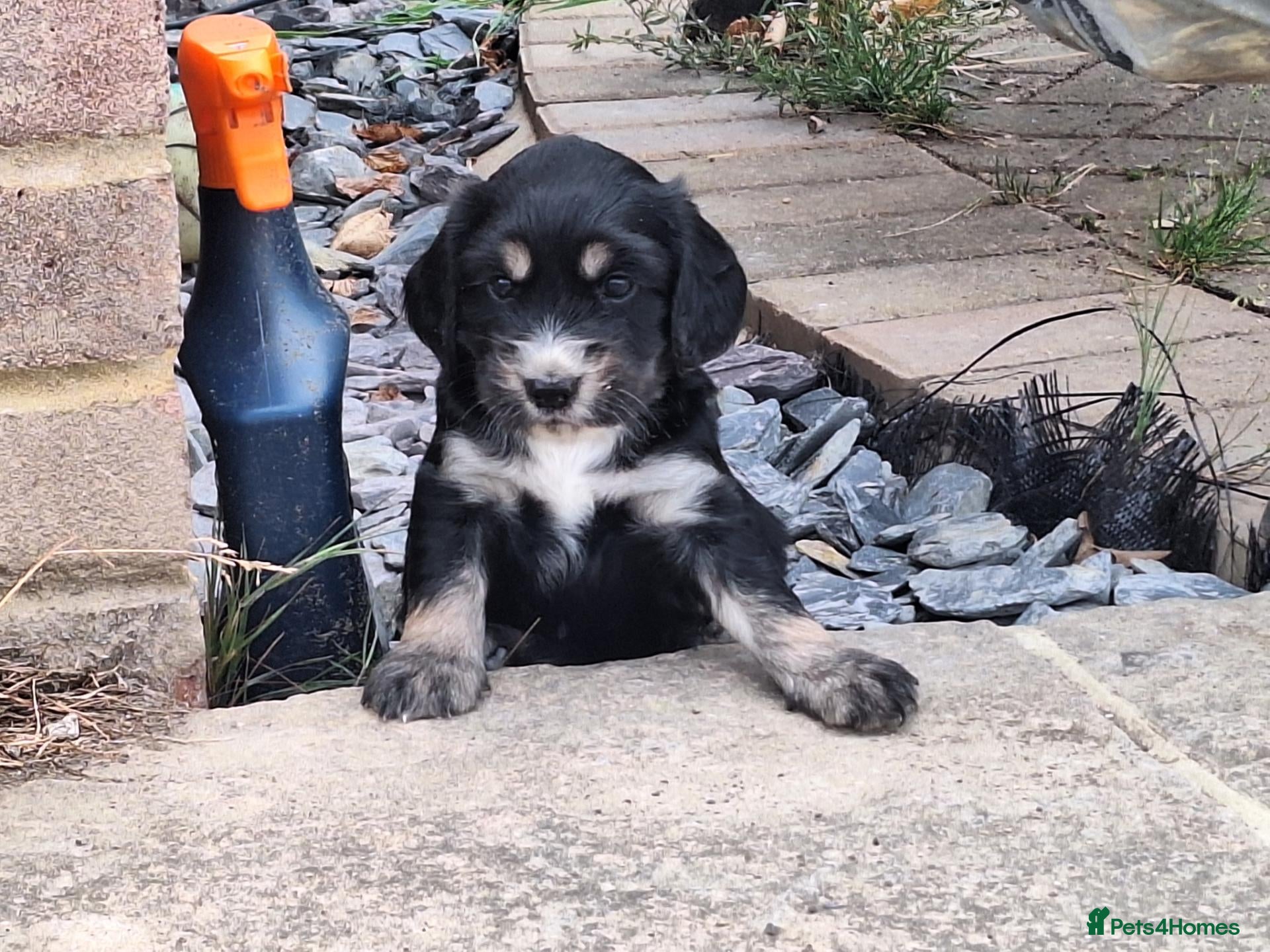 Cocker Spaniel dogs Cocker spaniel puppies for sale  - Advert 1