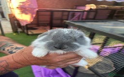 French Lop rabbits for sale: Giant French lops  - Image 2
