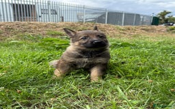 German Shepherd dogs for sale: Germany 🇩🇪 shepherd puppies dogs 🐕 big boned - Image 1