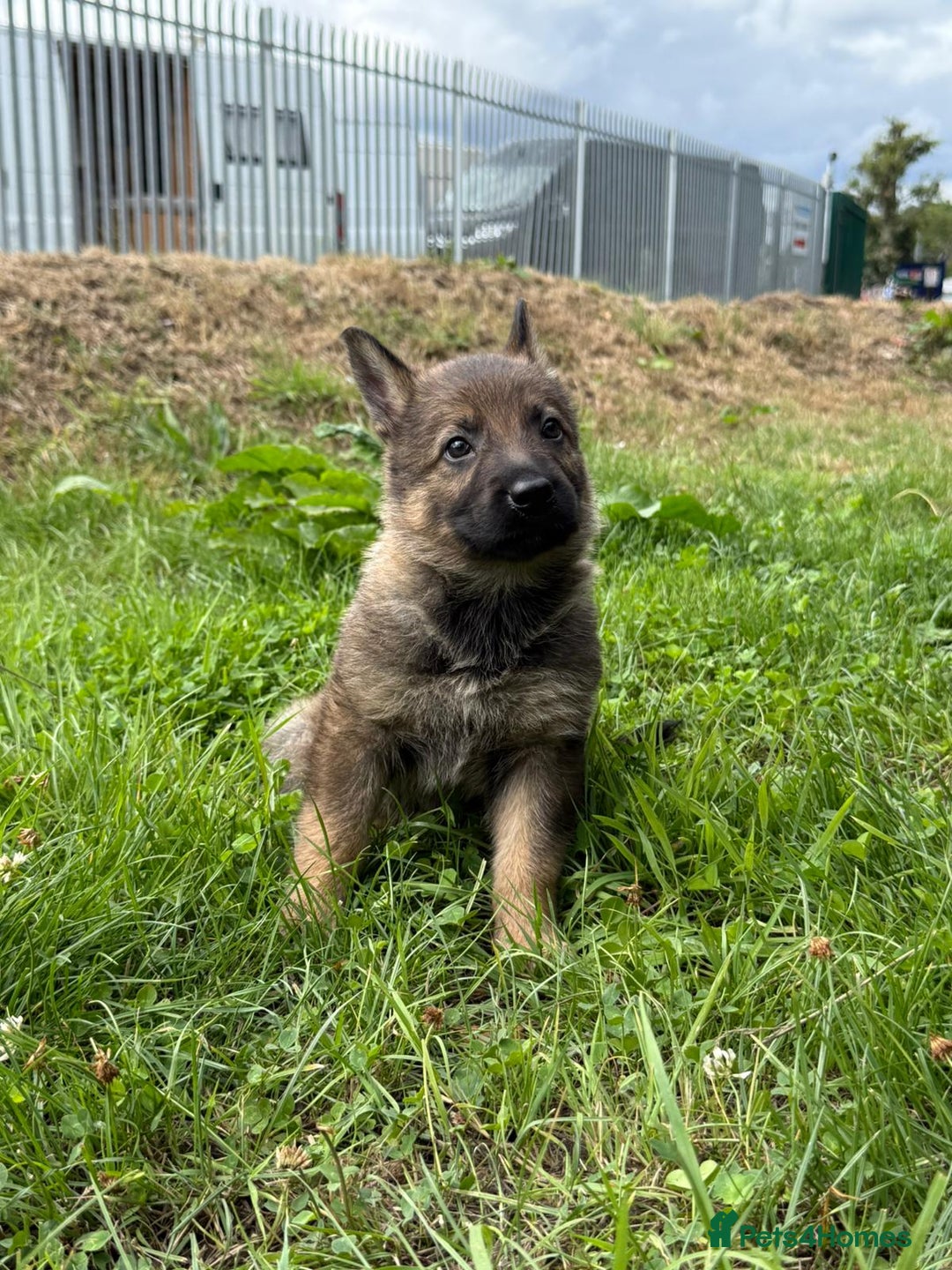 German Shepherd dogs for sale: Germany 🇩🇪 shepherd puppies dogs 🐕 big boned - Image 1