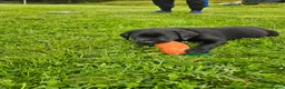 Labrador Retriever dogs for sale: Labrador Pups KC Reg Health Tested - Advert 16