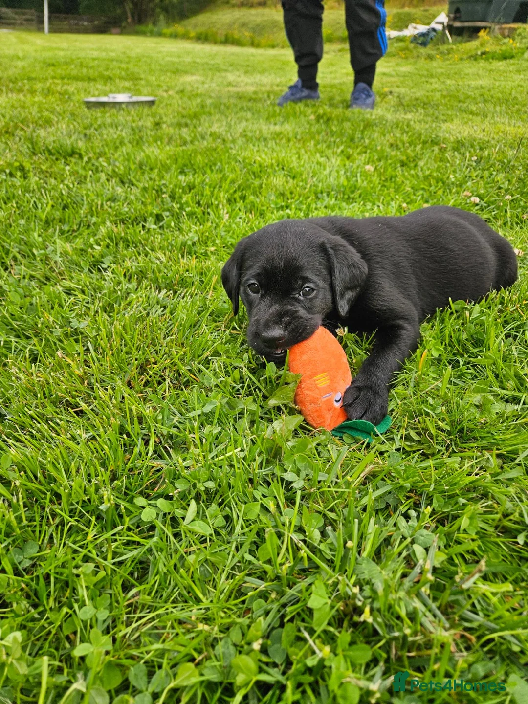 Labrador Retriever dogs for sale: Labrador Pups KC Reg Health Tested - Advert 16