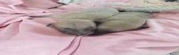 Whippet dogs for sale: Stunning coloured whippet puppies  - Advert 4