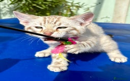 Savannah cats for sale: Superb snow leopard boys - Image 9