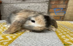 Mini Lop rabbits for sale: Mini Lop Rabbits For Sale  - Advert 4