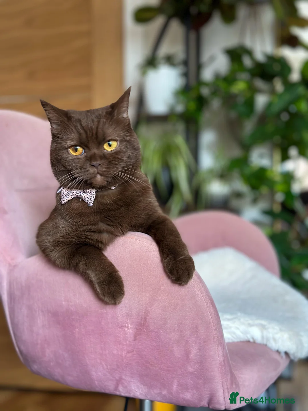 British Shorthair cats for sale: Adorable British Shorthair Kittens for Sale in Lincoln - Advert 2