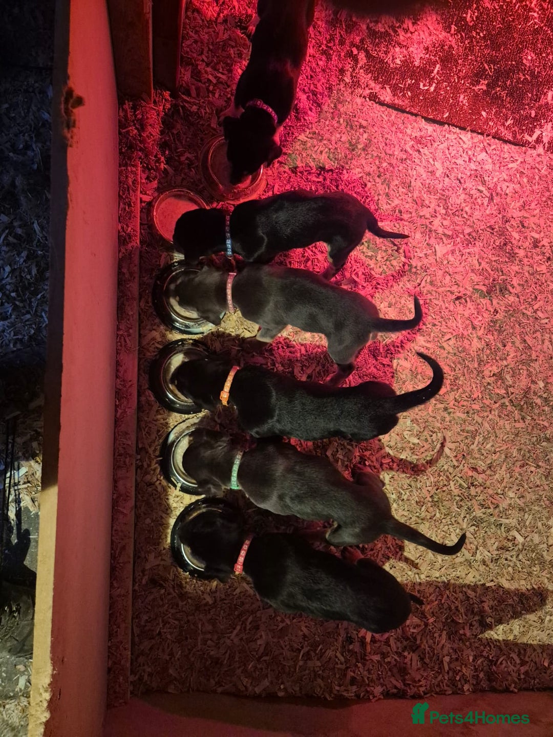Mixed Breed dogs for sale: Huntaway x collie pups - Advert 12
