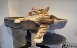 Maine Coon cats for sale: Stunning quality tica registered Mainecoon  - Image 31