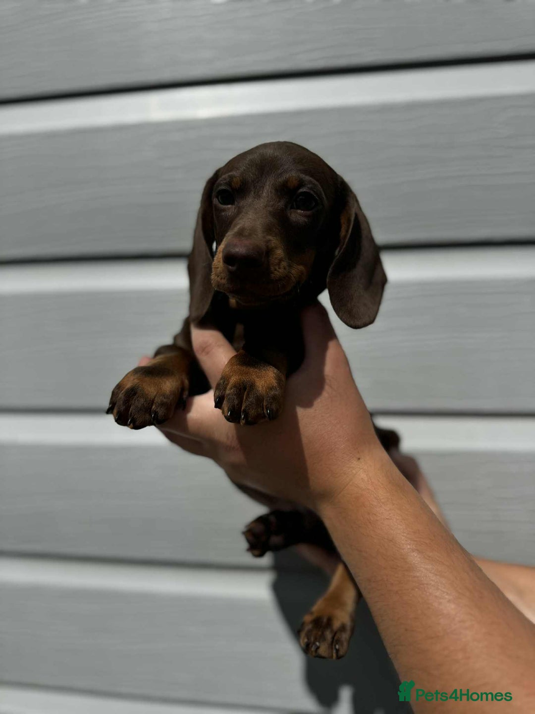 Miniature Dachshund dogs for sale: Miniature Dachsund puppies (licensed breeder) - Image 10