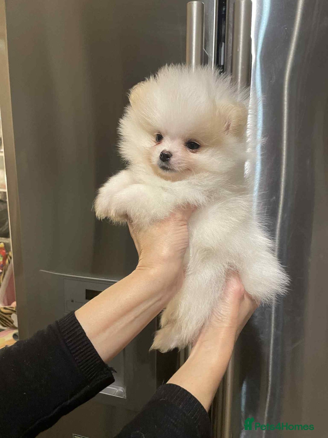 Pomeranian dogs for sale: 💝💝High-quality Beautiful boys💝💝 - Image 15