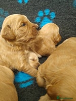 Mini Goldendoodle dogs - Advert 2