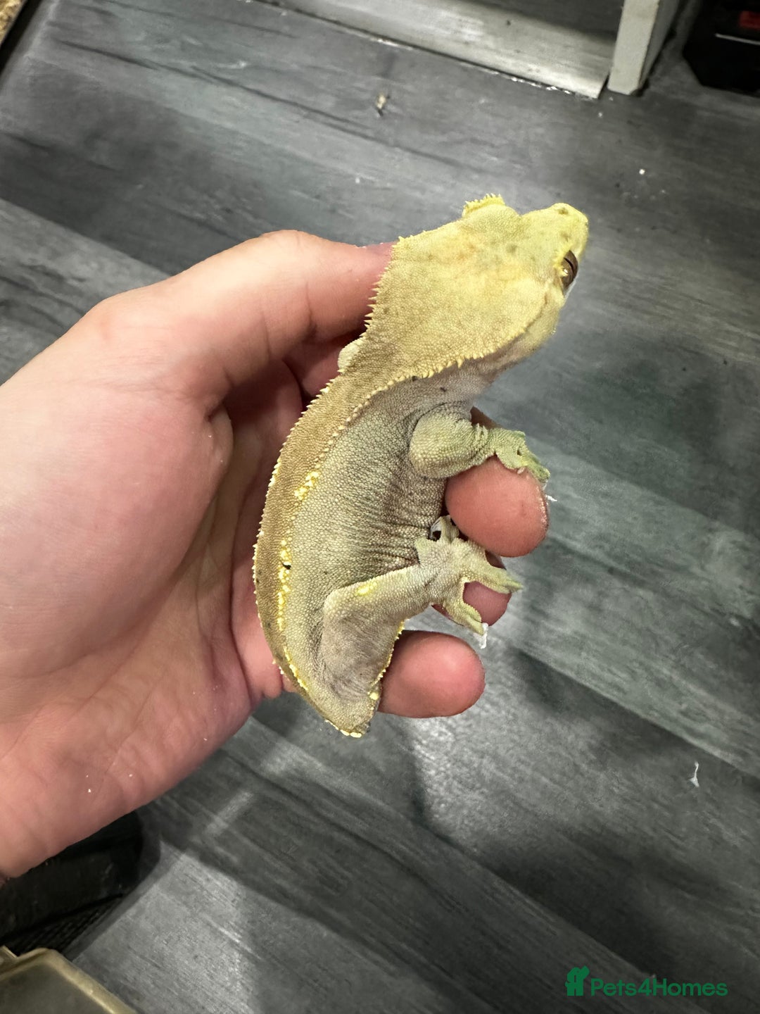 Snake reptiles for sale: Multiple animals - Advert 7