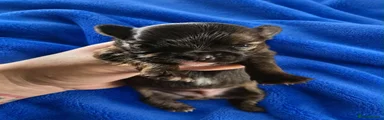 Chihuahua 2