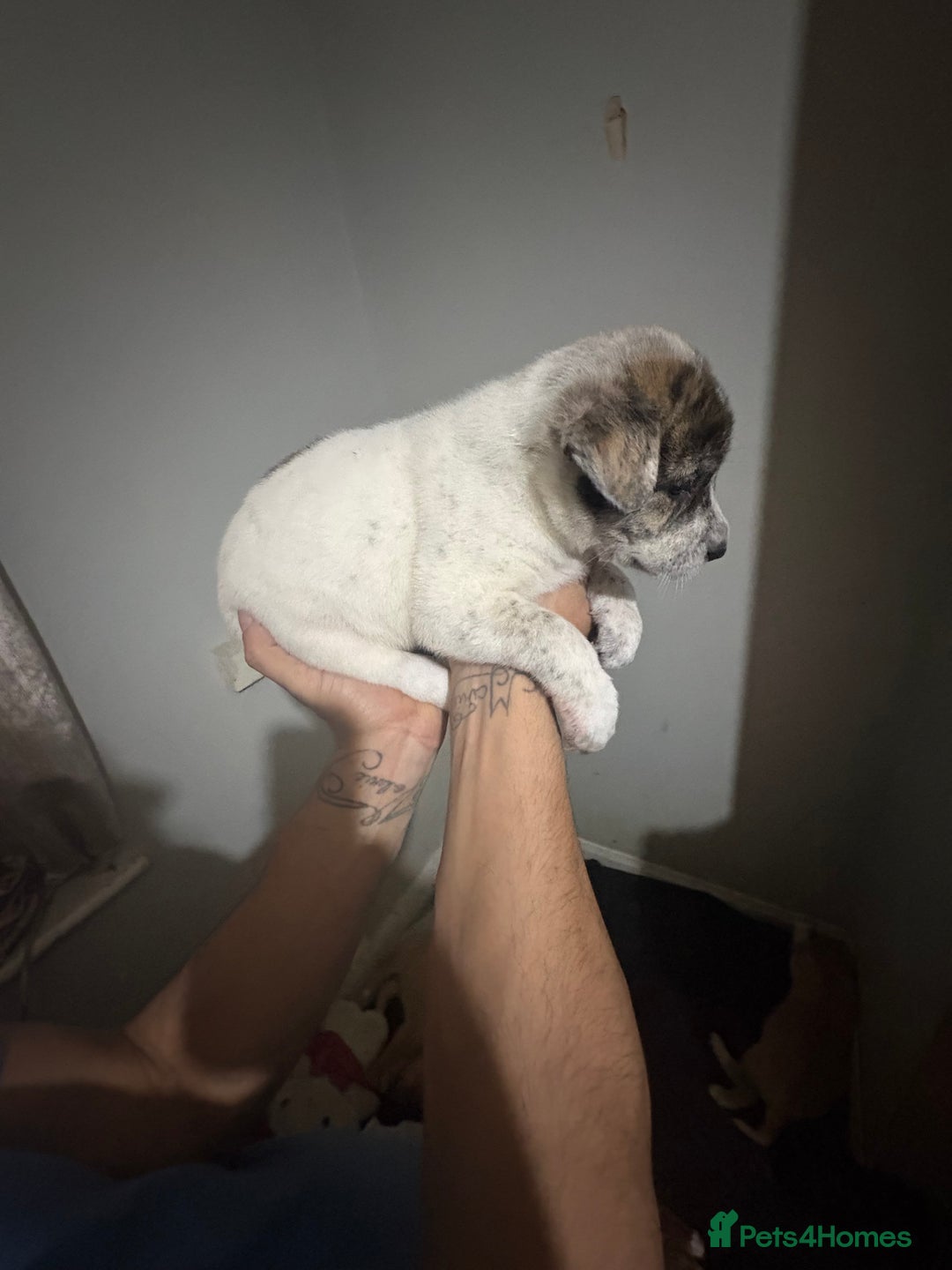 Mixed Breed dogs for sale: american akita  - Advert 30