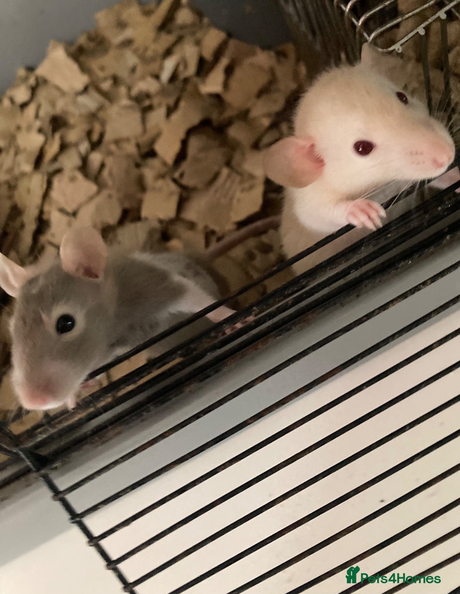Rat rodents Rats for sale  - Advert 2