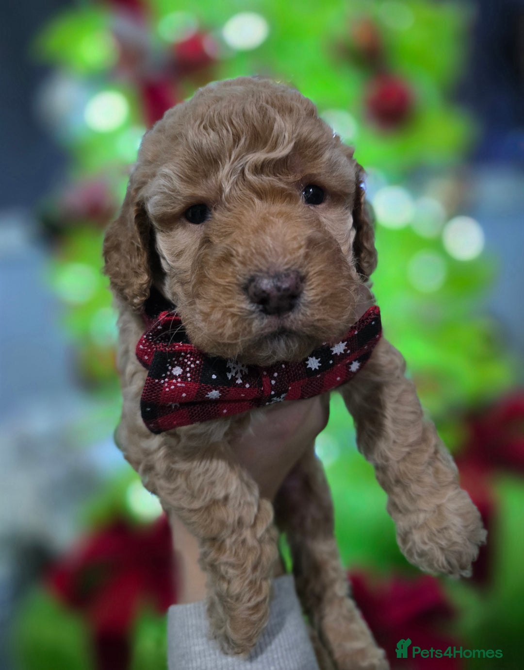 Cockapoo dogs for sale: Ready Now - 2 Lovely Cockapoo Puppies Remaining  - Advert 7